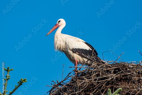 Ein Klapperstorch sitzt auf seinem Nest und beobachtet die Umgebeung