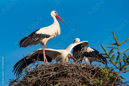 Familie von Klapperstörchen auf ihrem Nest bei der Nahrungsverteilung