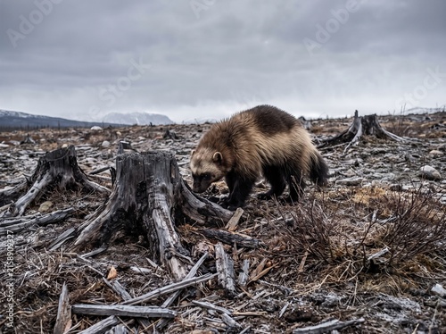 Wolverine scavenging among jagged stumps in clear cut northern forest