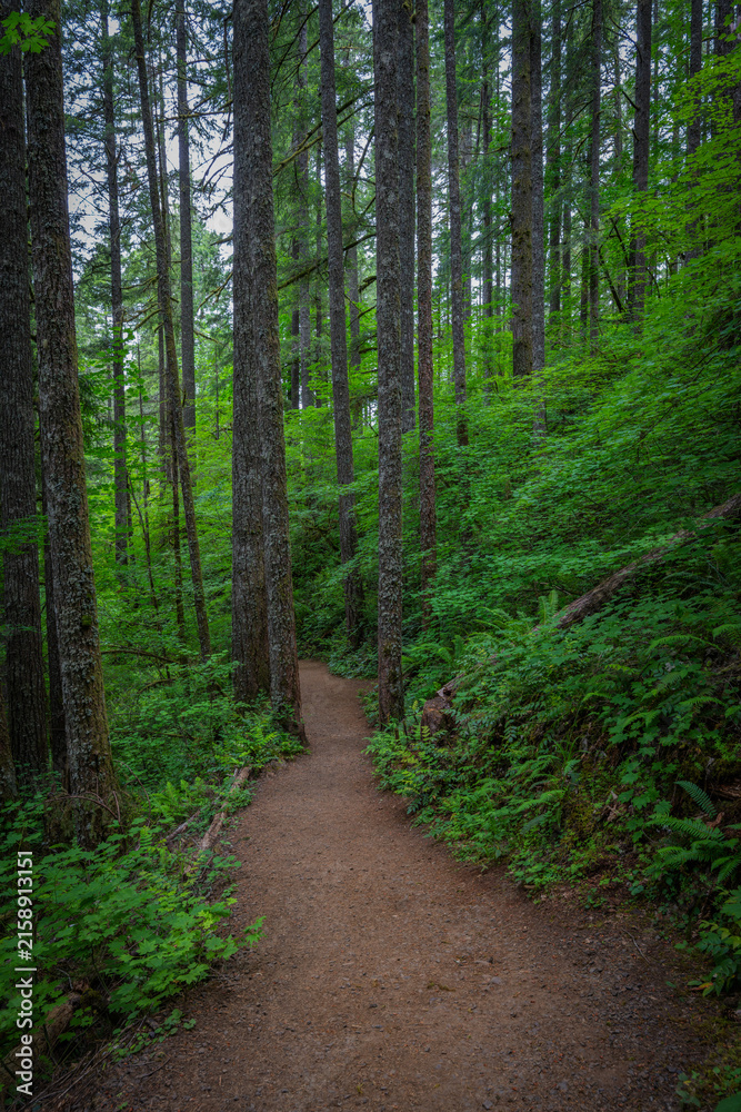 Fototapeta premium Exploring the lush trails of Silver Falls State Park in Oregon