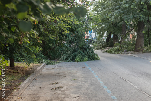 Obraz na płótnie Trees fell on the road due to strong winds
