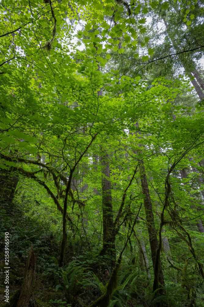 Fototapeta premium Explore lush greenery at Silver Falls State Park in Oregon