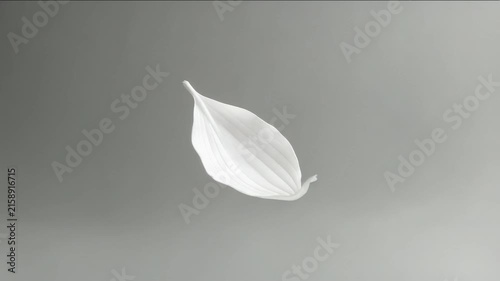 White flower petal floats in air and lands softly on surface in quiet setting