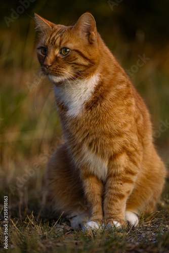 Konstfotografi Katze