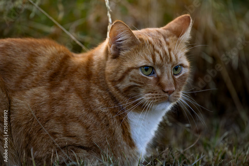 Konstfotografi Katze
