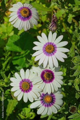 Close-up of a bouquet of white, purple, and yellow African, also known as Cape daisies (Osteopermum).