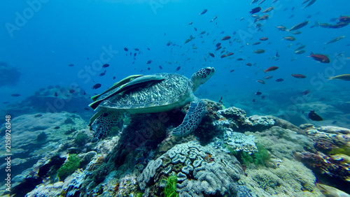 Photography Huge green turtle resting on a coral reef with large remoras attached to its shell
