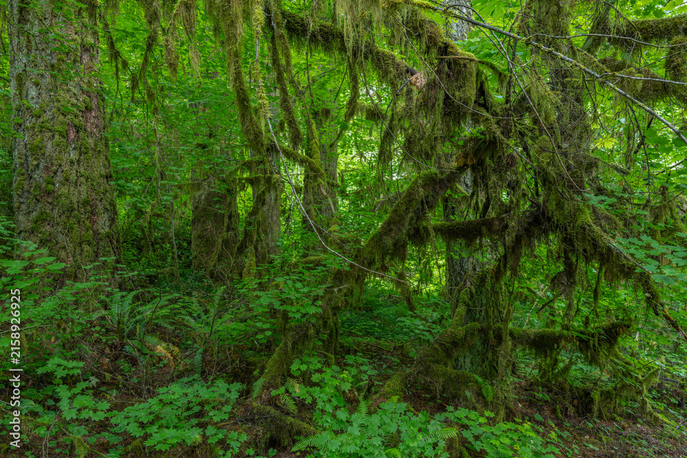 Fototapeta premium Exploring the lush beauty of Silver Falls State Park Oregon