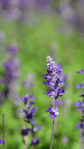 Salvia farinacea, Victoria Blue Salvia, blooming sway in the wind in garden.