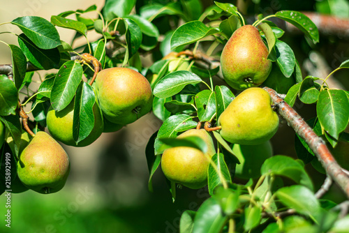 Ripe pears grow on the branches of a fruit tree amidst dense green foliage.
