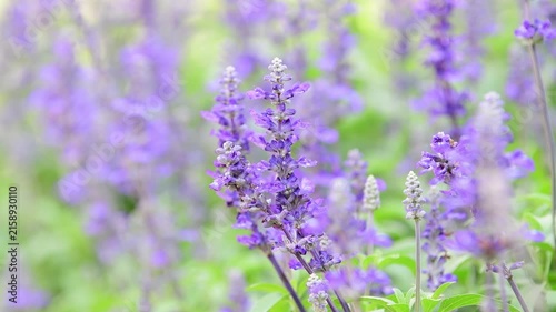 Salvia farinacea, Victoria Blue Salvia, blooming sway in the wind in garden.