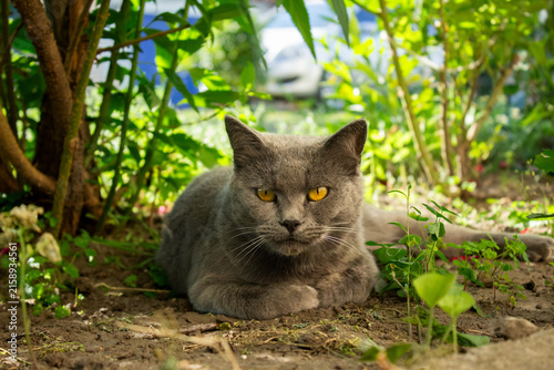 Foto British Shorthair cat with amber eyes lying outdoor close up
