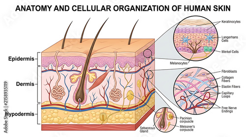 Fotografie Detailed anatomical structure of the human integumentary system showing skin lay