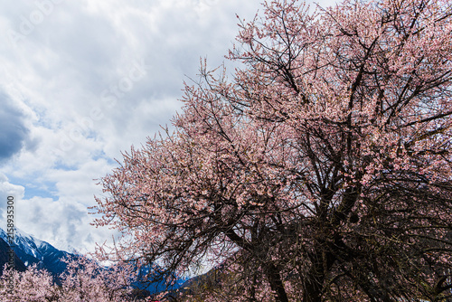 Fotografía Blooming alpine rhododendrons and wild peach blossoms brighten the mountain forests of eastern Tibet in spring