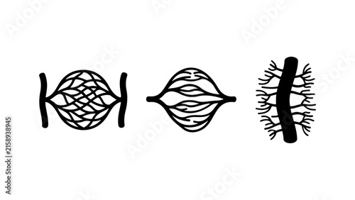 Human Blood Vessel Network and Capillary System Icons