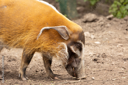 Red River Hog Foraging In Dirt Outdoors — Wild Pig Portrait With Orange Fur And Whiskers