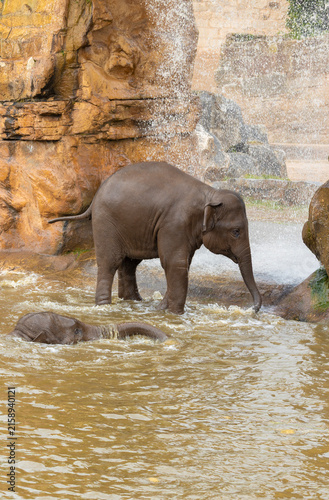 Two Young Asian Elephants Playing in Shallow Water Near Waterfall and Rocky Riverbank