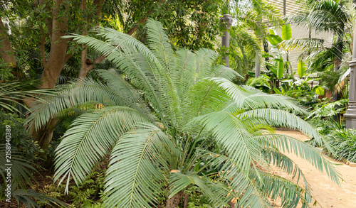 Lush Tropical Fern Palm in Sunlit Botanical Garden Greenhouse With Path and Dense Foliage
