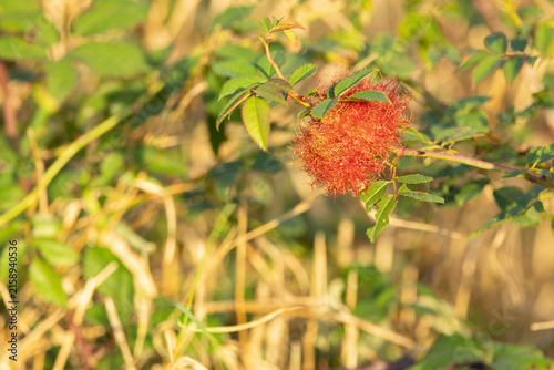 Red Bedeguar Rose Gall on Wild Rose Branch in Golden Hour Countryside Closeup