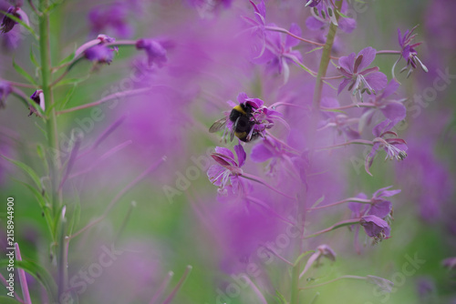 Foto Flowering fireweed plants and bumble bees.