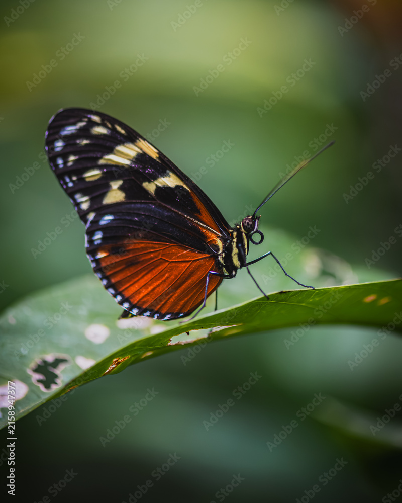 Fototapeta premium Tiger longwing - heliconius hecale
