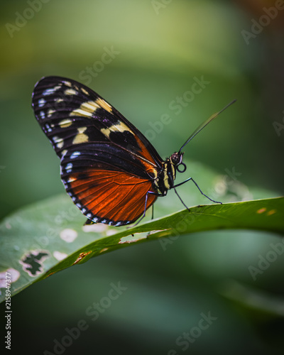 Tiger longwing - heliconius hecale