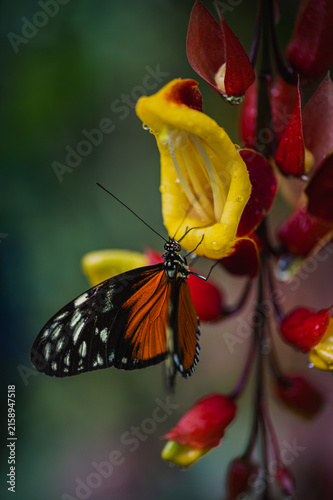 Tiger longwing - heliconius hecale
