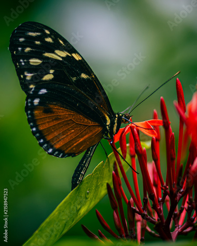 Tiger longwing - heliconius hecale
