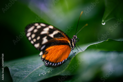 Tiger longwing - heliconius hecale