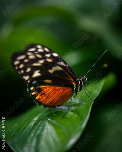 Tiger longwing - heliconius hecale