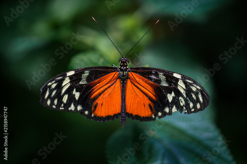Tiger longwing - heliconius hecale