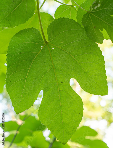 Bild auf Leinwand Close-up of green fig leaf with detailed veins and natural sunlight background