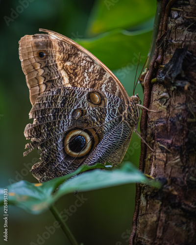 Caligo brasiliensis, the Brazilian owl, sulanus owl, almond-eyed owl