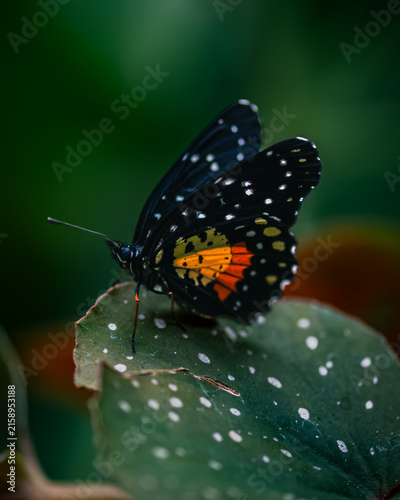 Chlosyne janais, the crimson patch, janais patch,