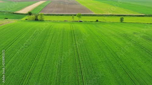 Aerial view of green wheat field on hills. Agricultural landscape in spring, 4k
