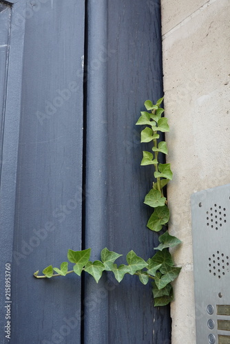 Konstfotografi Lierre grimpant dans un interstice de porte d'entrée