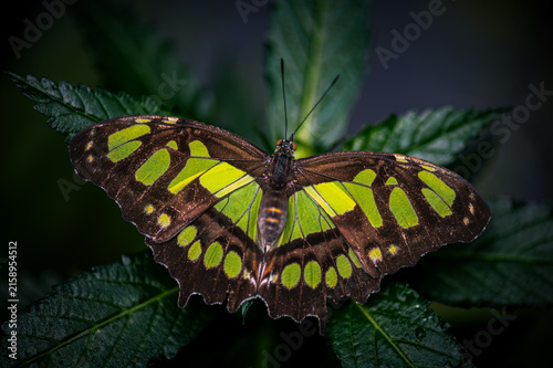 Siproeta stelenes - Malachite