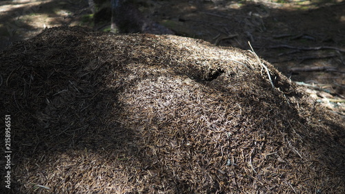 Quadro su tela Ants are busy working at their anthill in Zlatar, Serbia