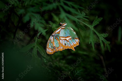 Siproeta stelenes - Malachite