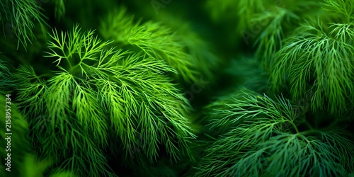 Fresh green dill fronds glow with natural vitality in this closeup botanical composition