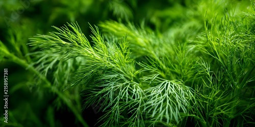 Vibrant green herb leaves display fine feathery texture with blurred foliage background