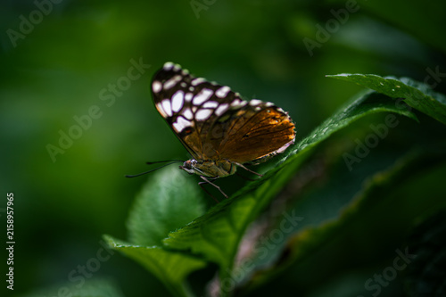 Hamadryas februa, the gray cracker