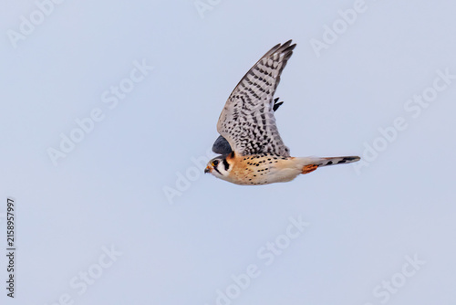 Fotografía 00818-02418 American Kestrel (Falco sparverius) male in flight Marion Co