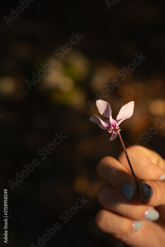 close up of a woman's hand holding a delicate pink cyclamen flower with dark blurred background