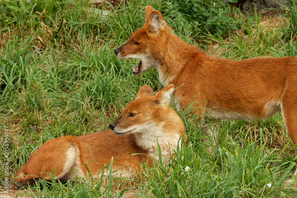 Obraz premium Young dholes (mountain wolves) looking for company.