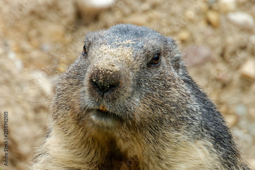 The alpine marmot (Marmota marmota) likes to eat plants.