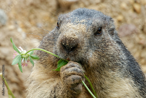 The alpine marmot (Marmota marmota) likes to eat plants.