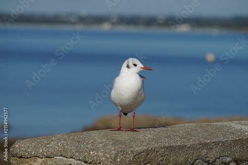 Portrait de mouette .