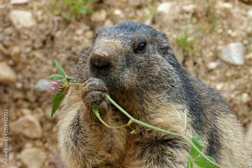 The alpine marmot (Marmota marmota) likes to eat plants.