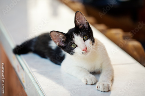 Black and White Kitten Looking at the Camera Indoors